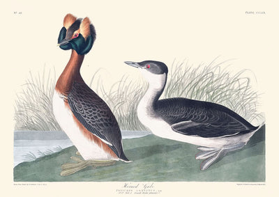 Zampullín cornudo, de John James Audubon, 1827