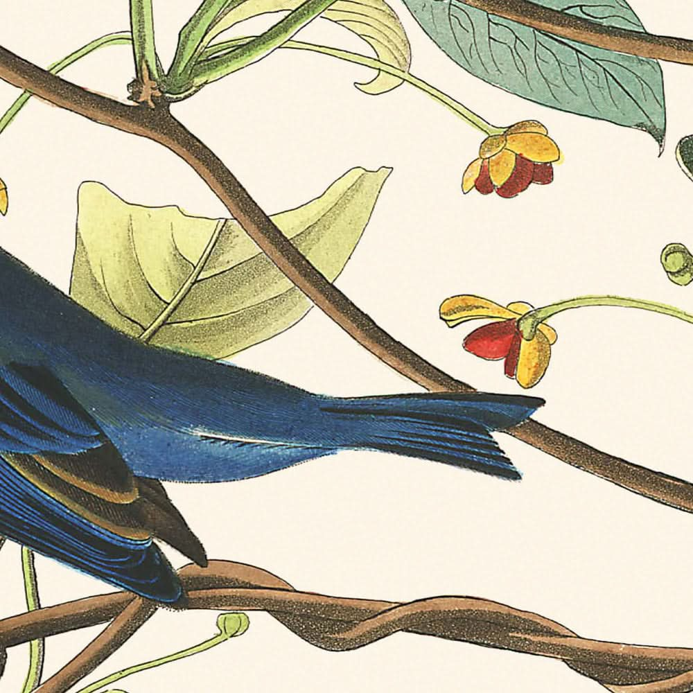 Indigovogel von John James Audubon, 1827