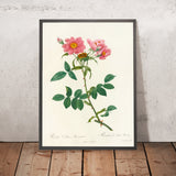 Rosa collina Monsoniana by Pierre Joseph Redouté, 1817