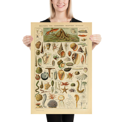 Molluscs, Worms, Echinodermes and Jellyfish by Adolphe Millot 1890