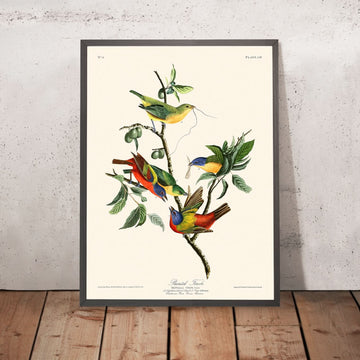 Fringuello dipinto di John James Audubon, 1827 