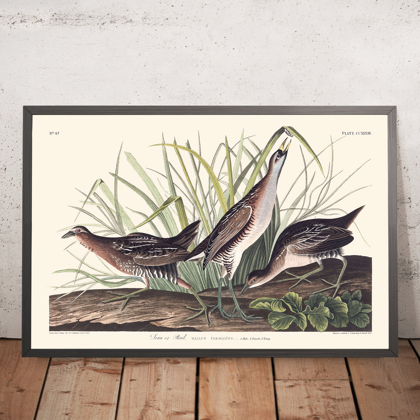 A framed image of Sora, or Rail by John James Audubon, 1827