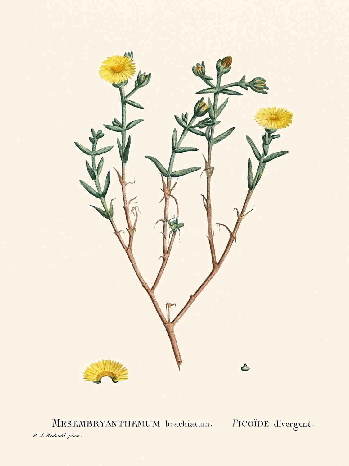 Three-Forked Fig Marigold by Pierre-Joseph Redouté, 1802