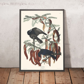 Corvo di mare da John James Audubon, 1827 