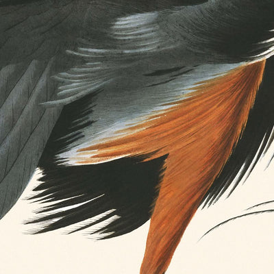 Garza azul grande, de John James Audubon, 1827