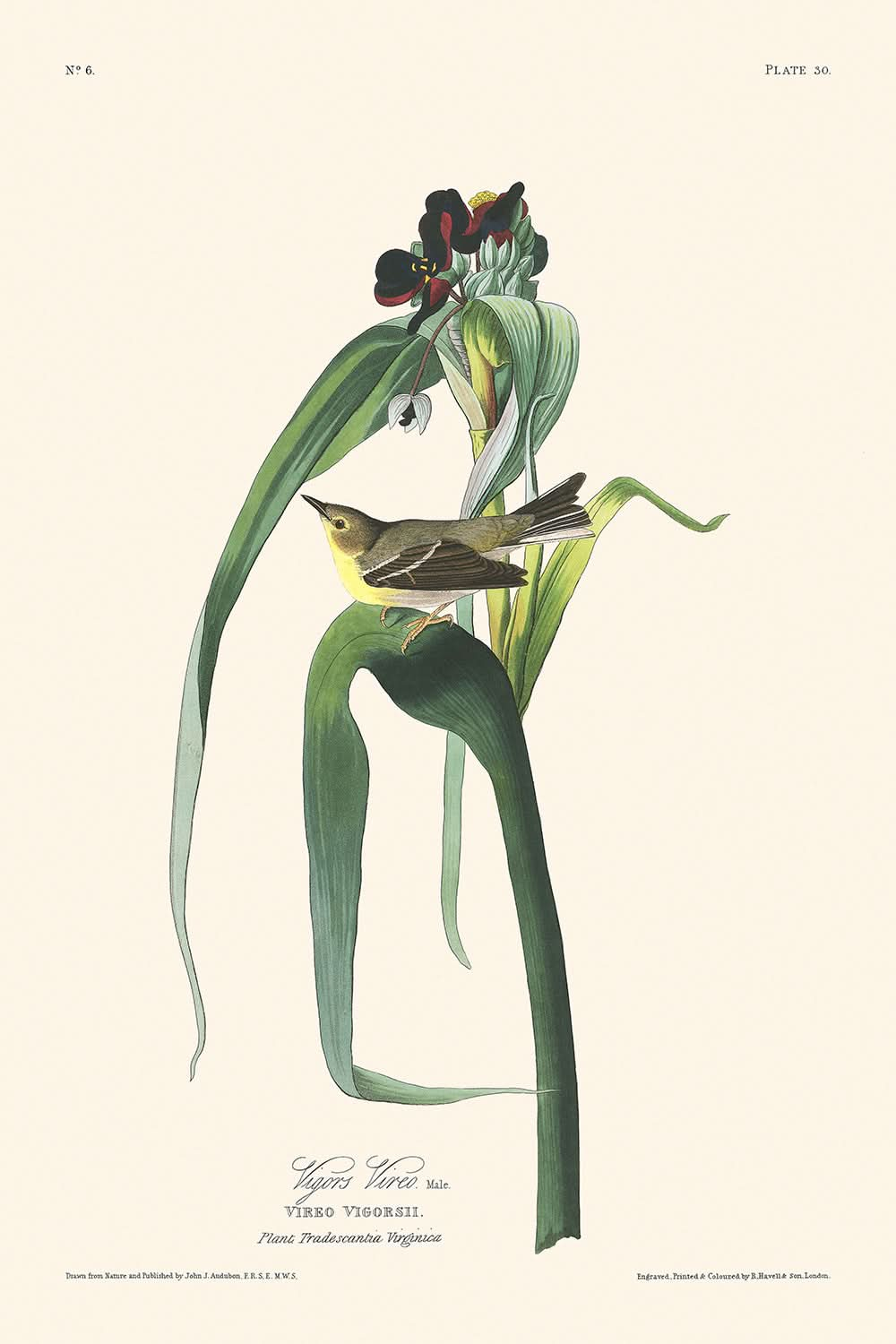 Vigors Vireo de John James Audubon, 1827