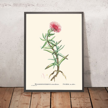 Elands Sourfig di Pierre-Joseph Redouté, 1802 