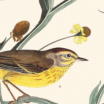 Fauvette à bec jaune par John James Audubon, 1827