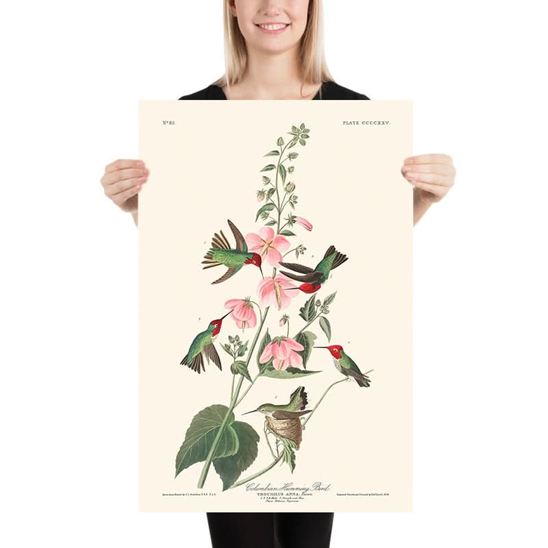 Colibrì colombiano di John James Audubon, 1827 