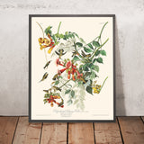 Rubinbrustkolibri von John James Audubon, 1827 