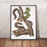 Migratory Squirrel (Sciurus migratorius) by John Woodhouse Audubon, 1845