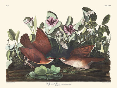 Colombe de Key West par John James Audubon, 1827