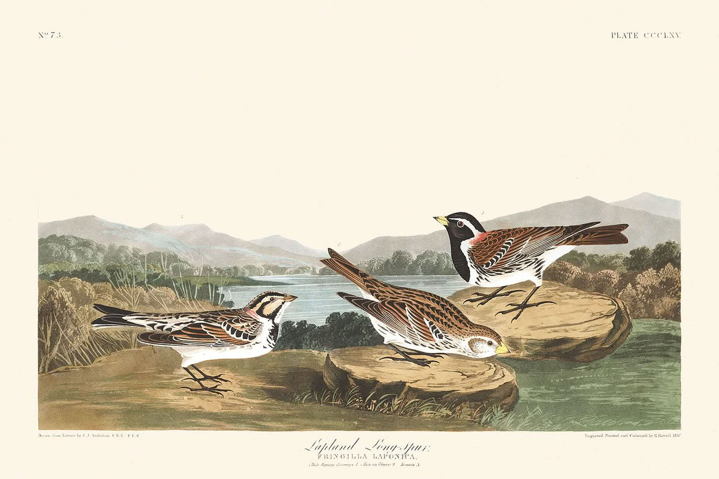 Lappland-Langsporn von John James Audubon, 1827