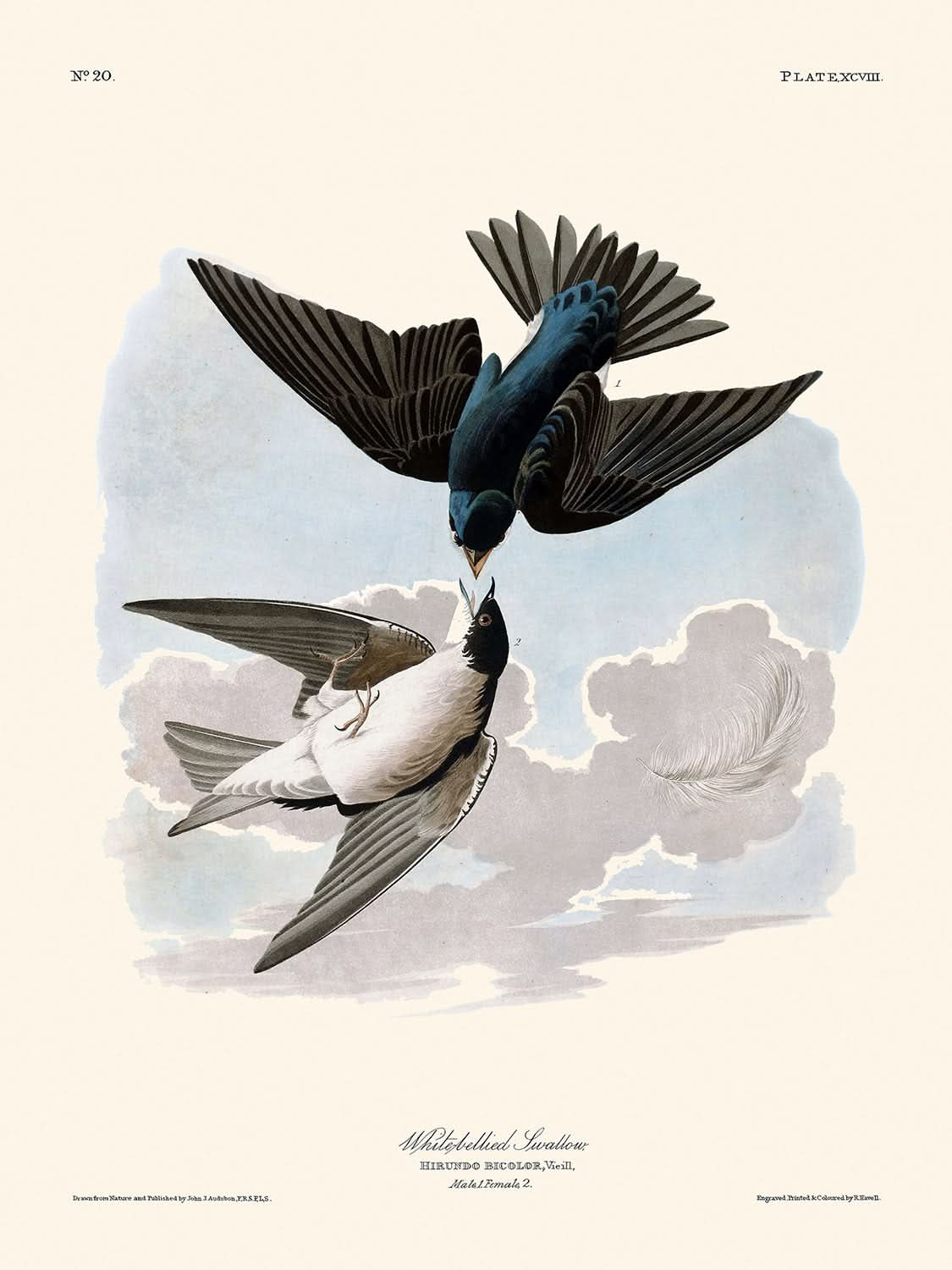 Weißbauchschwalbe von John James Audubon, 1827