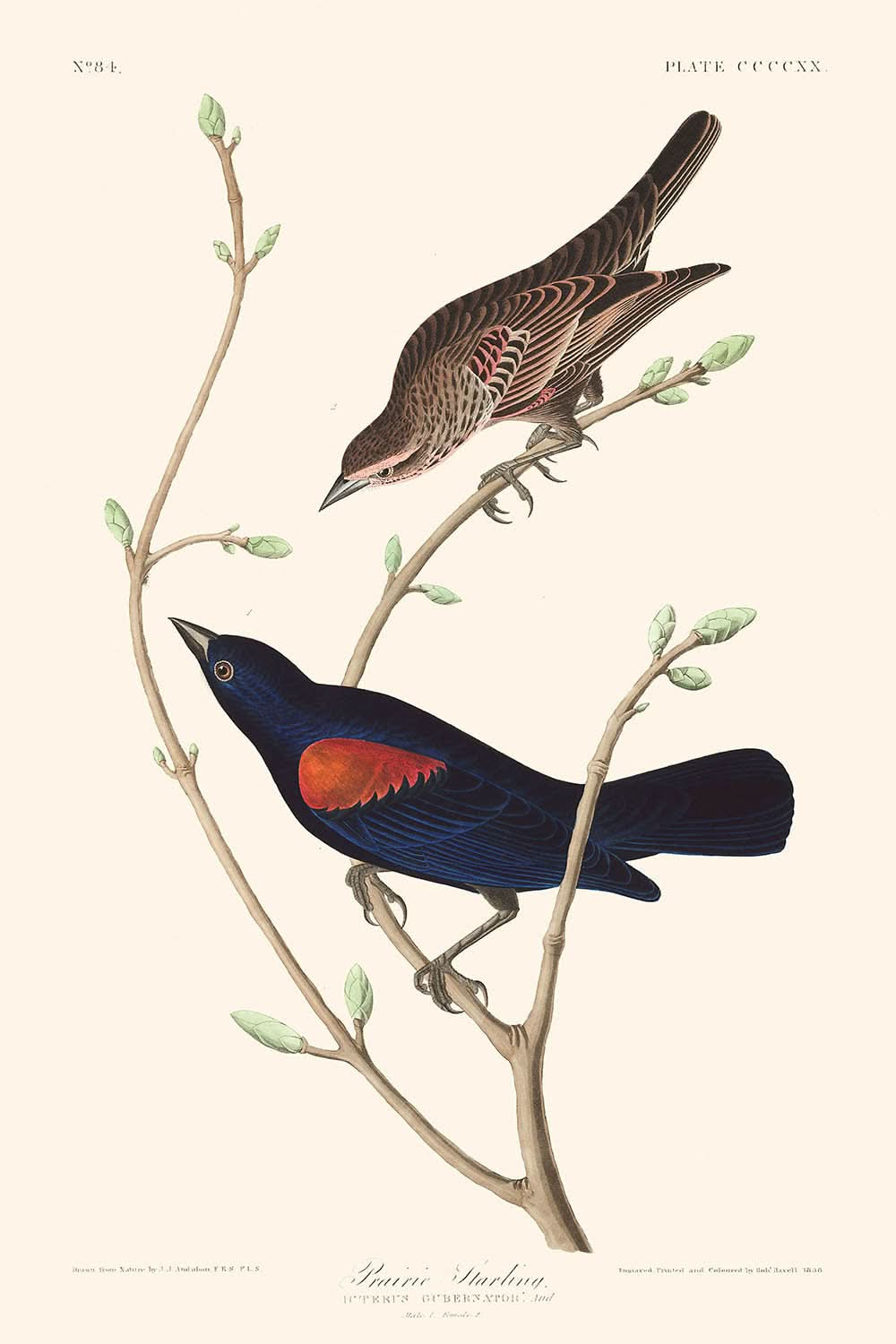 Präriestar von John James Audubon, 1827