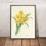 Tazetta Daffodil (Narcissus tazetta, Plate 52) by Pierre Joseph Redouté, 1827