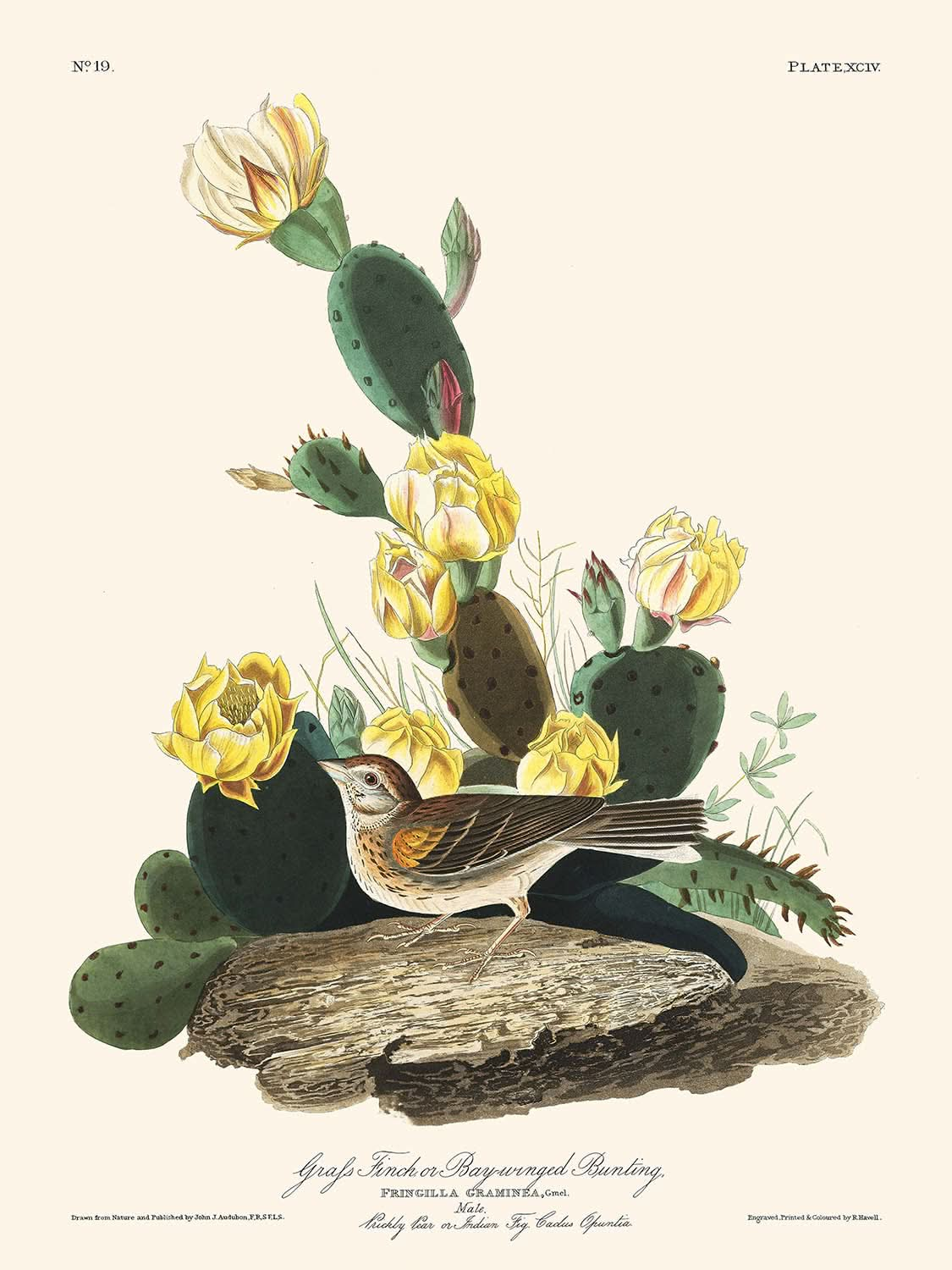 Pinzón de pasto o azulón de alas de laurel, de John James Audubon, 1827