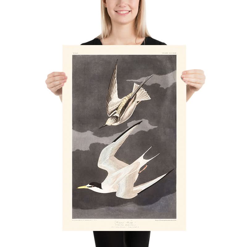 Sterna minore di John James Audubon, 1827 