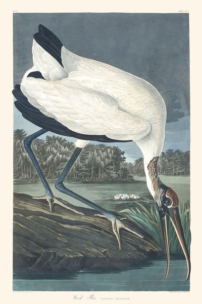 Ibis de bosque, de John James Audubon, 1827