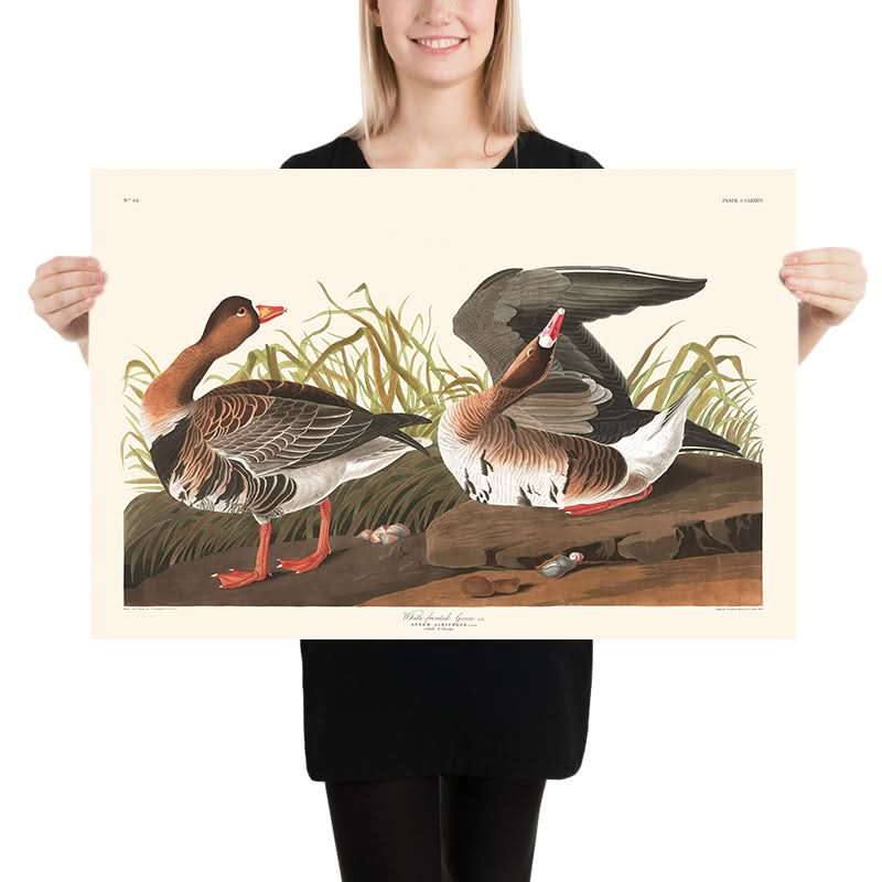 White-fronted Goose by John James Audubon, 1827