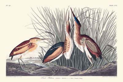 Zwergdommel von John James Audubon, 1827