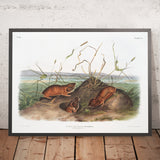 Columbia Pouched Rat (Geomys douglassii) by John Woodhouse Audubon, 1845
