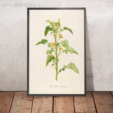 A framed image of Goodenia grandiflora (Plate 6) by Pierre Joseph Redouté, 1813