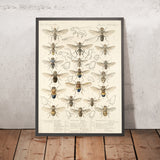 True Flies (Diptera, Plate 15) by Frederick DuCane Godman, 1879