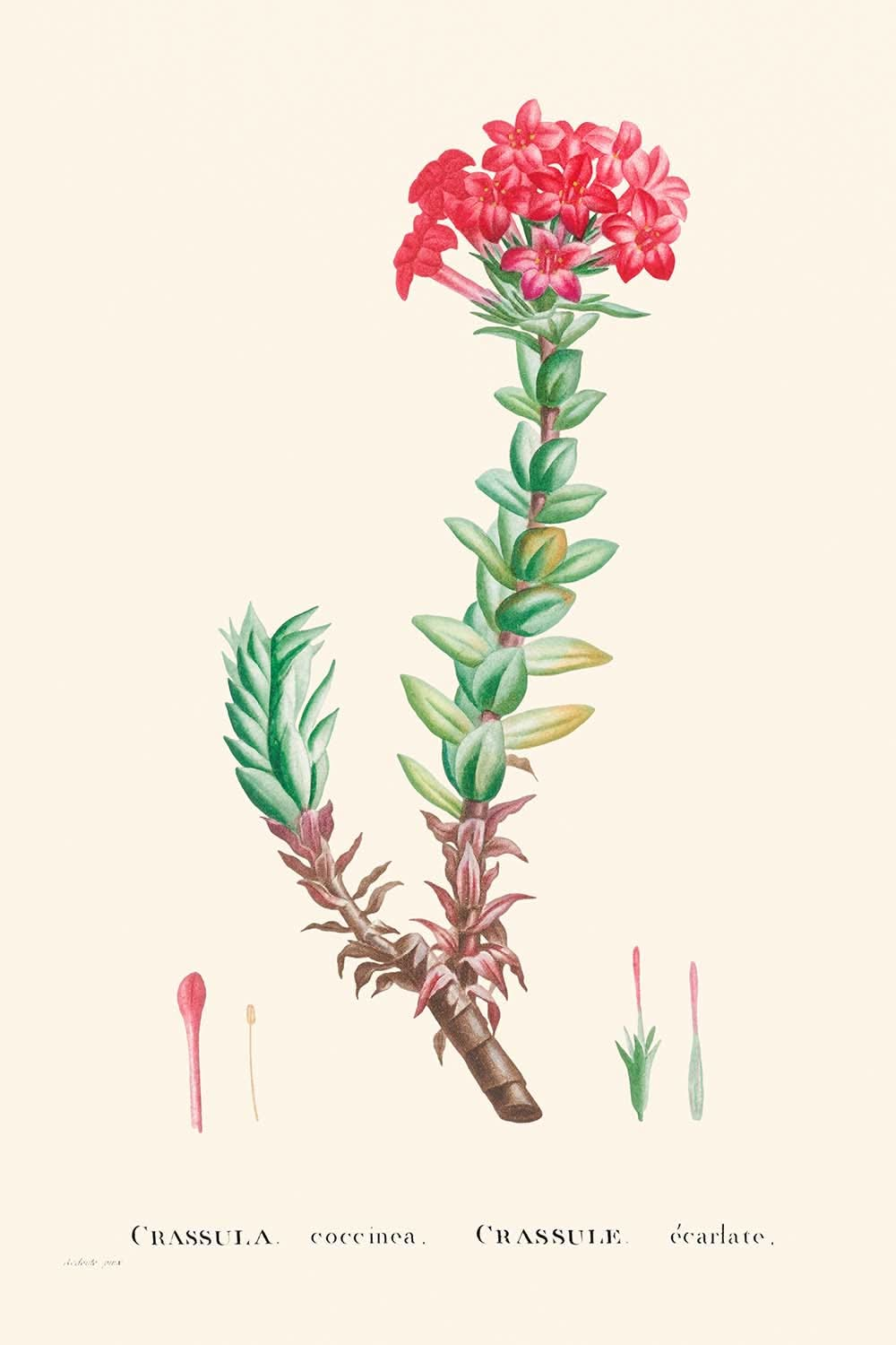 Red Crassula by Pierre-Joseph Redouté, 1802