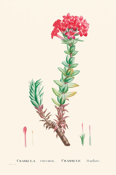 Red Crassula by Pierre-Joseph Redouté, 1802