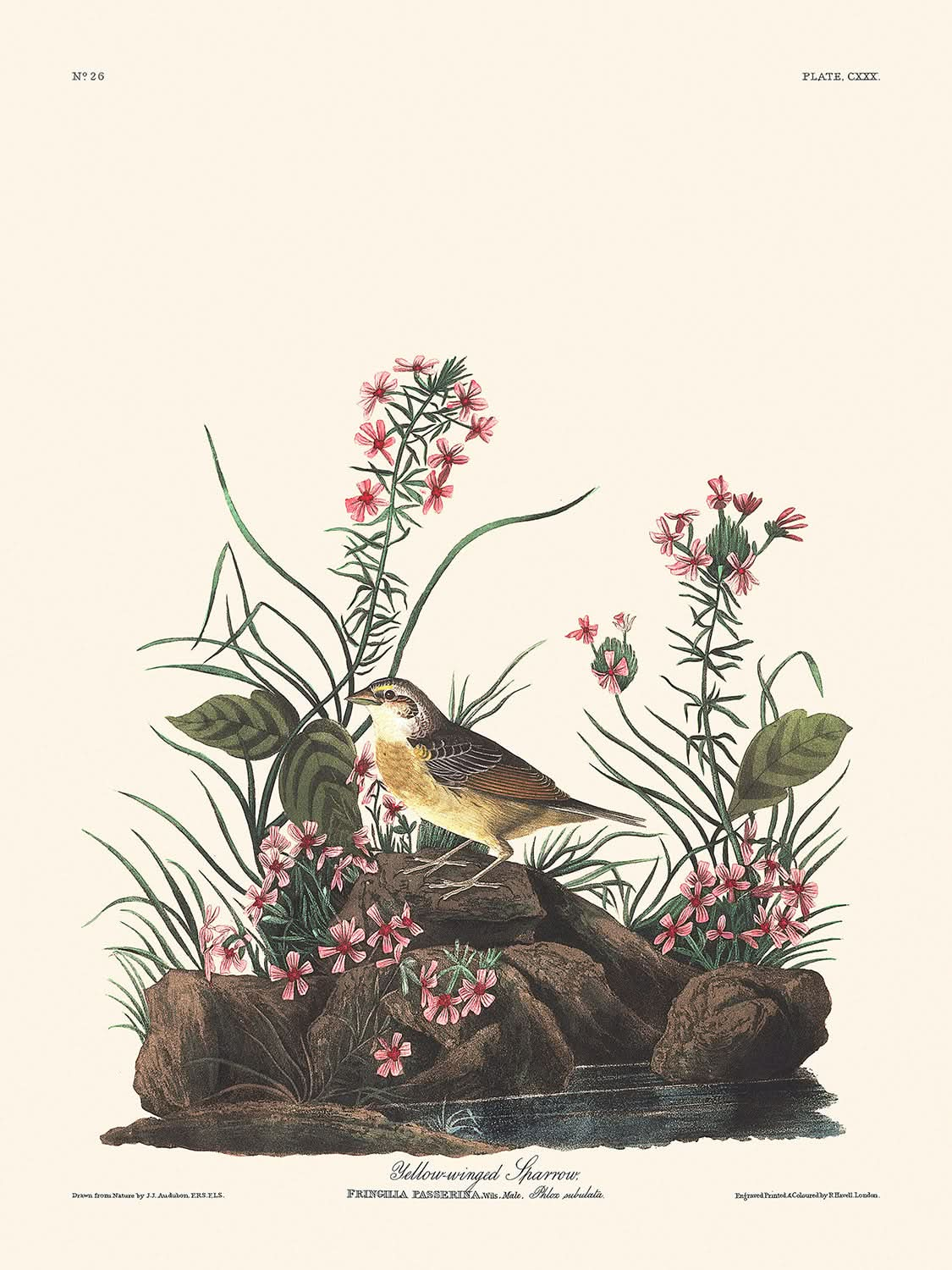 Yellow-winged Sparrow by John James Audubon, 1827