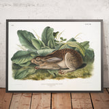 Black-tailed Hare (Lepus negricaudatus) by John Woodhouse Audubon, 1845