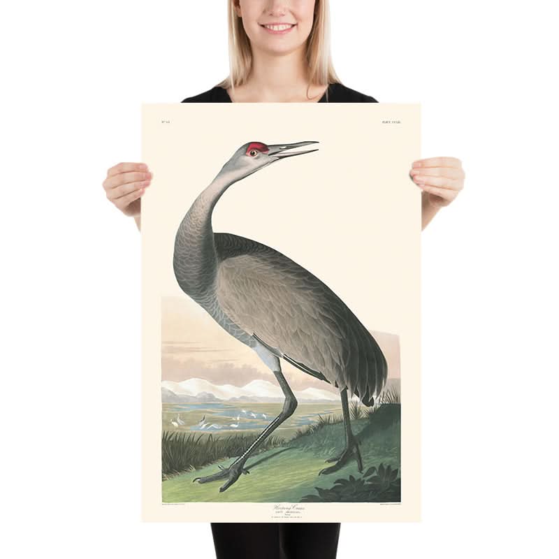 Gru di Hooping di John James Audubon, 1827 