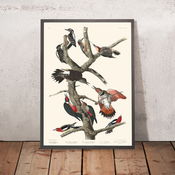 Hairy Woodpecker, Red-bellied Woodpecker, Red-shafted Woodpecker, Lewis&