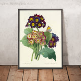 Primroses (Primula auricula, Plate 80) by Pierre Joseph Redouté, 1827