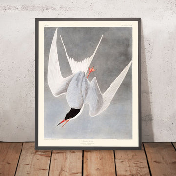 Gabbiano grande di John James Audubon, 1827 