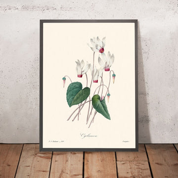 Cyclamen by Pierre-Joseph Redouté, 1802