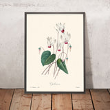 Cyclamen von Pierre-Joseph Redouté, 1802 
