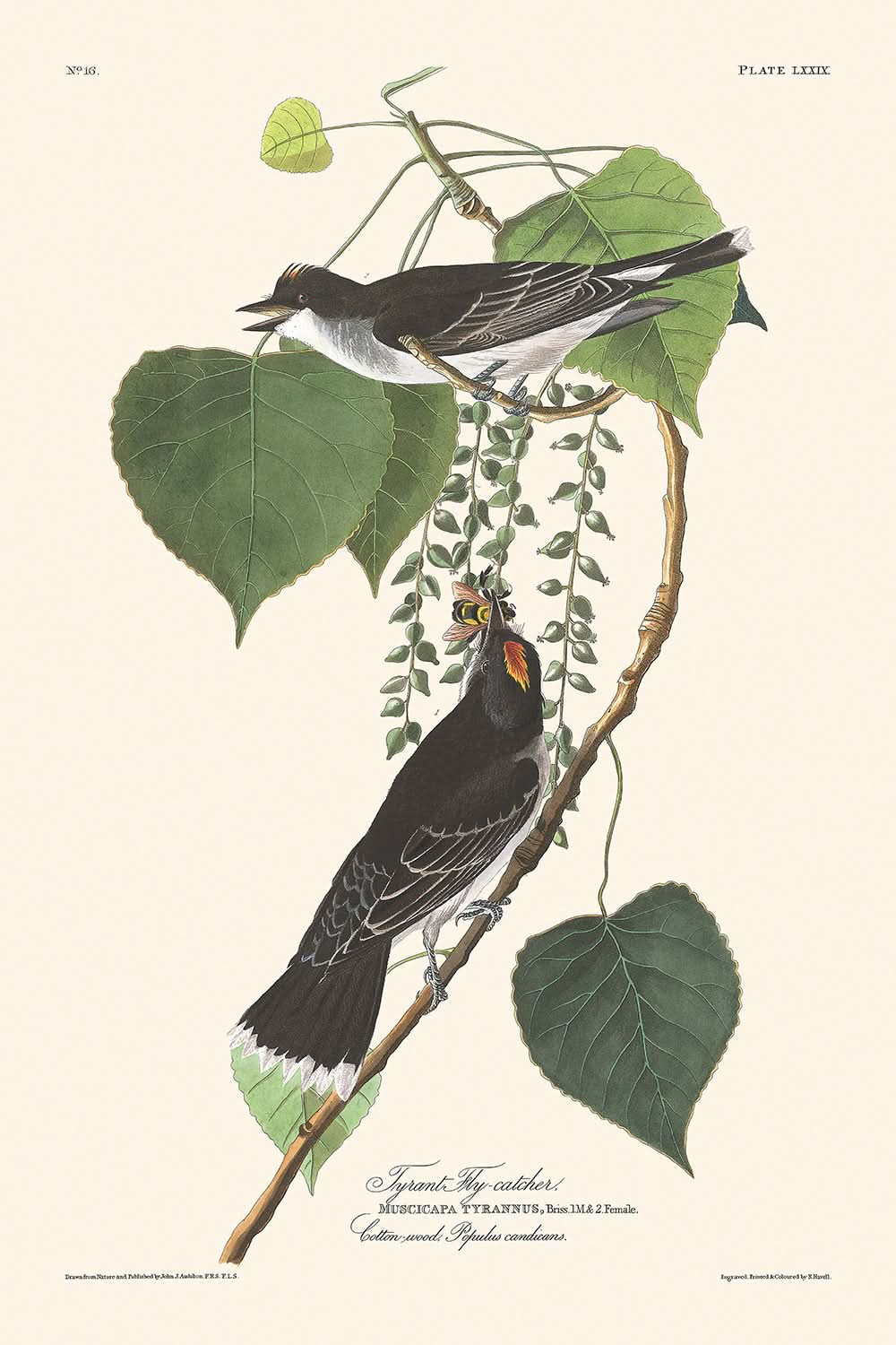 Tyrant Fly-catcher by John James Audubon, 1827