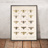 Bees, Wasps and Ants (Hymenoptera, Plate 2) by Frederick DuCane Godman, 1879