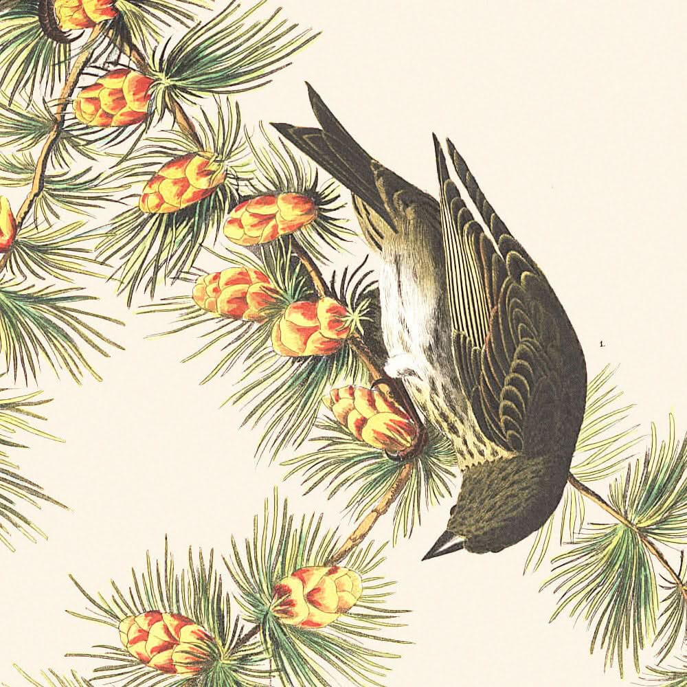 Pinzón de pino, de John James Audubon, 1827