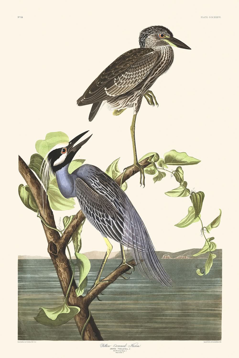 Garza coronada de amarillo, de John James Audubon, 1827