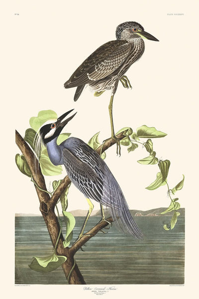 Héron à couronne jaune par John James Audubon, 1827