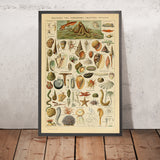Molluscs, Worms, Echinodermes and Jellyfish by Adolphe Millot 1890