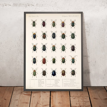 A framed image of 