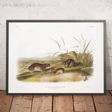 Yellow-cheeked Meadow Mouse (Arvicola xanthognathus) by John Woodhouse Audubon, 1845