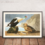 King Duck by John James Audubon, 1827