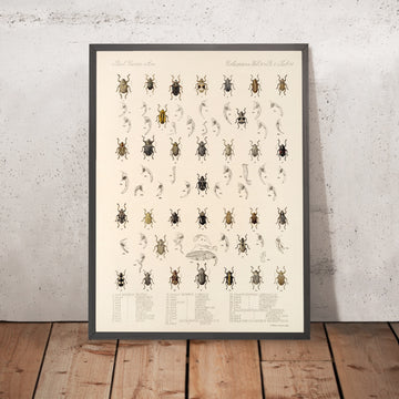 A framed image of 