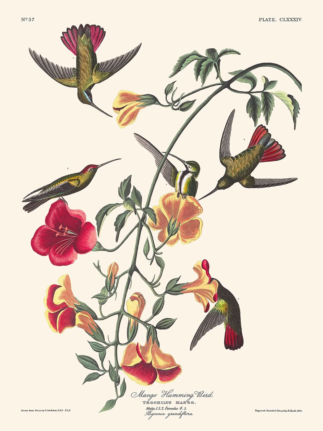 Mangokolibri von John James Audubon, 1827