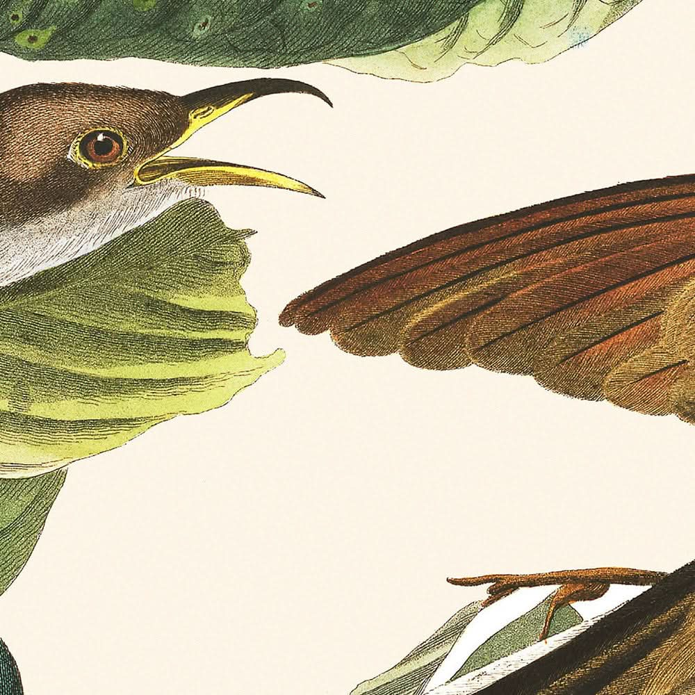 Cuco de pico amarillo, de John James Audubon, 1827